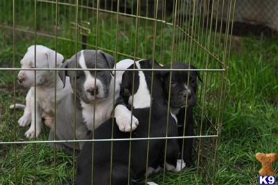Puppies in NY